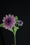 Barberton Daisy-HOOKOK