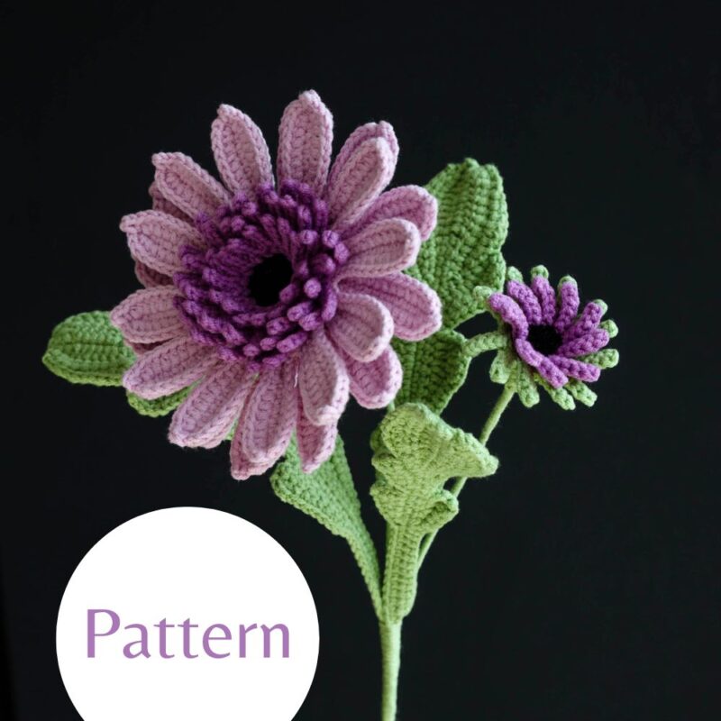 Barberton Daisy-HOOKOK