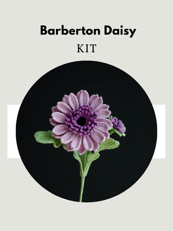 Barberton Daisy-HOOKOK