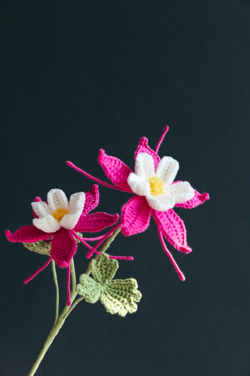 Columbine Flower-hookok Columbine Flower-hookok