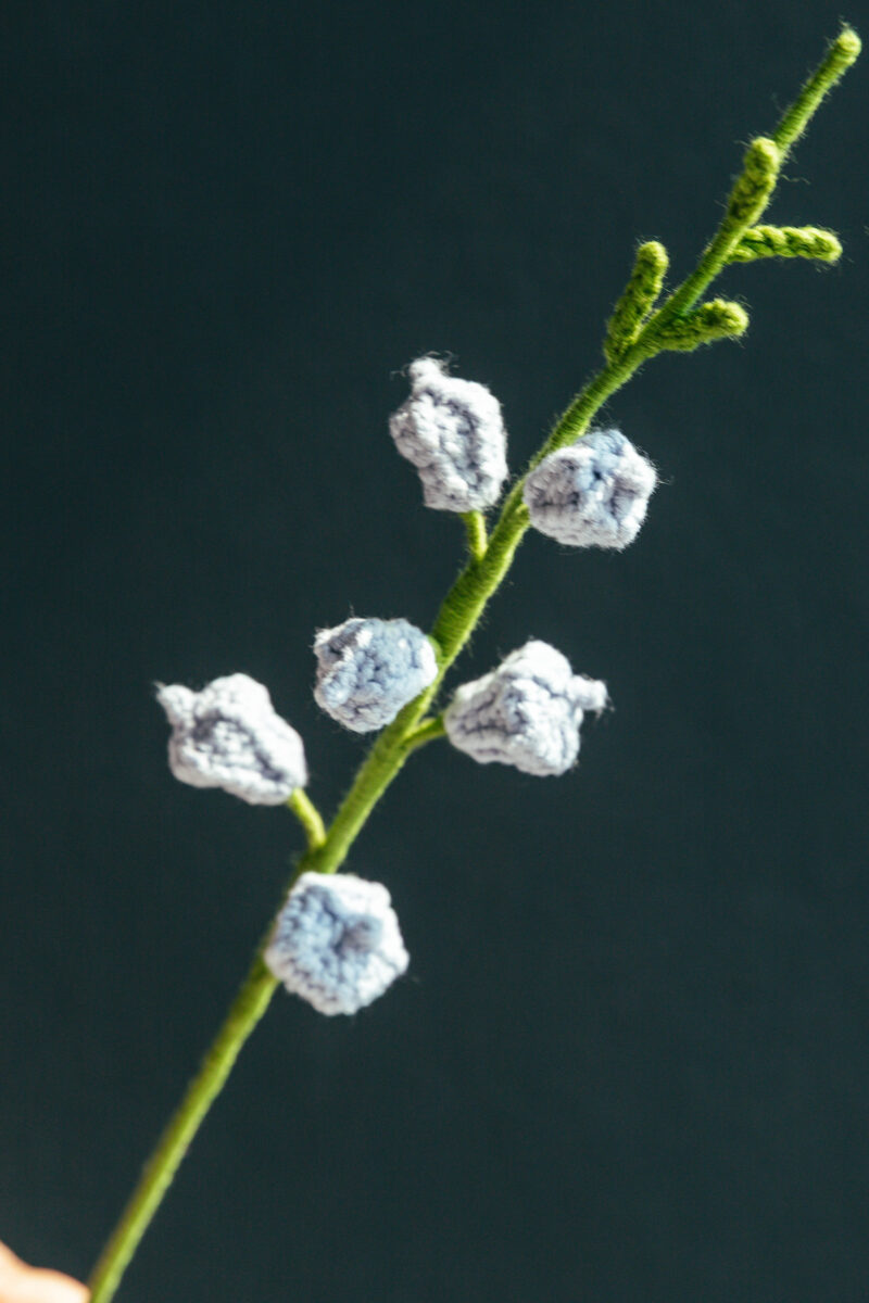 Eucalyptus Fruit-hookok Eucalyptus Fruit-hookok