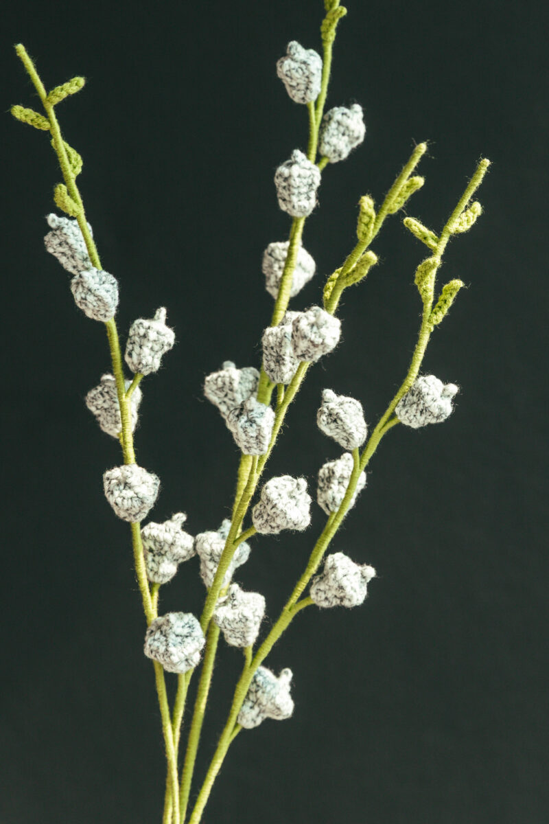 Eucalyptus Fruit-hookok Eucalyptus Fruit-hookok