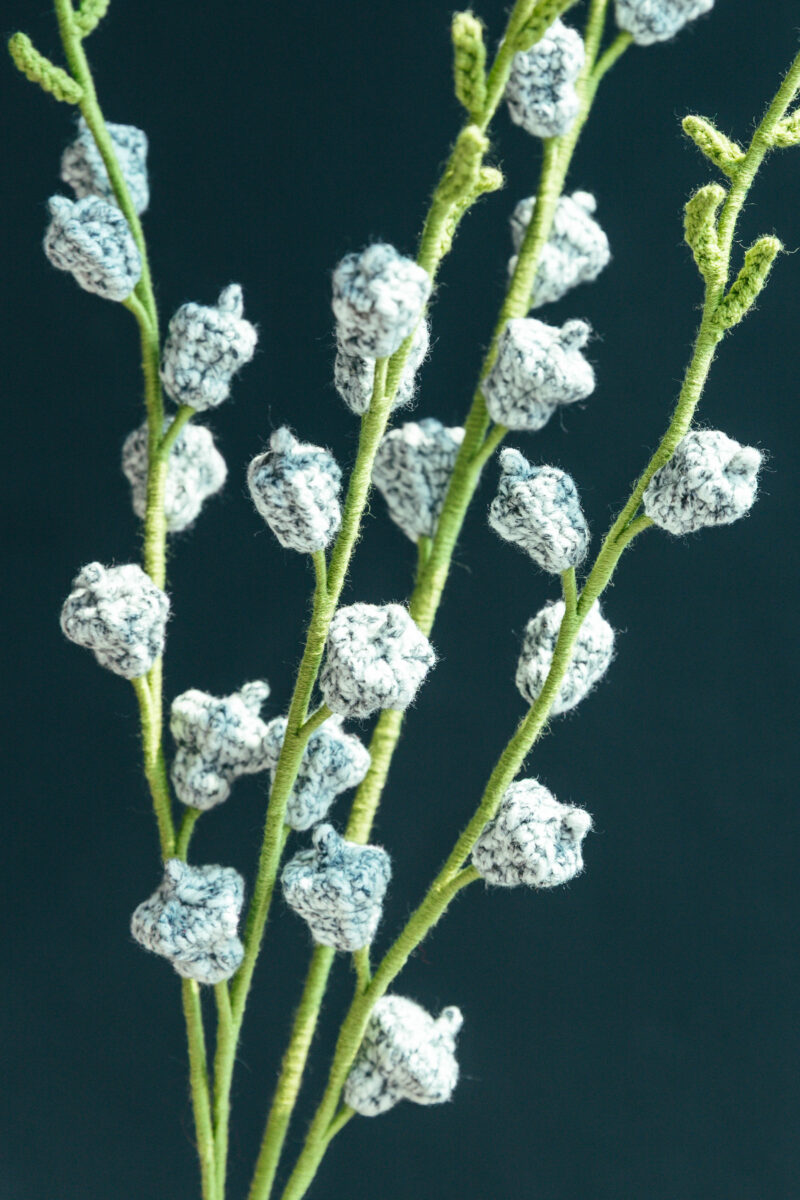 Eucalyptus Fruit-hookok Eucalyptus Fruit-hookok
