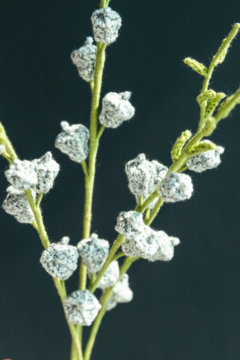 Eucalyptus Fruit-hookok Eucalyptus Fruit-hookok