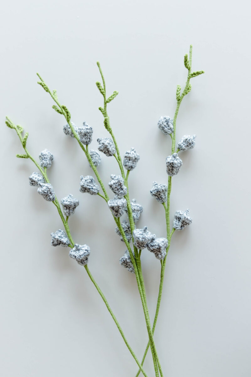 Eucalyptus Fruit-hookok Eucalyptus Fruit-hookok