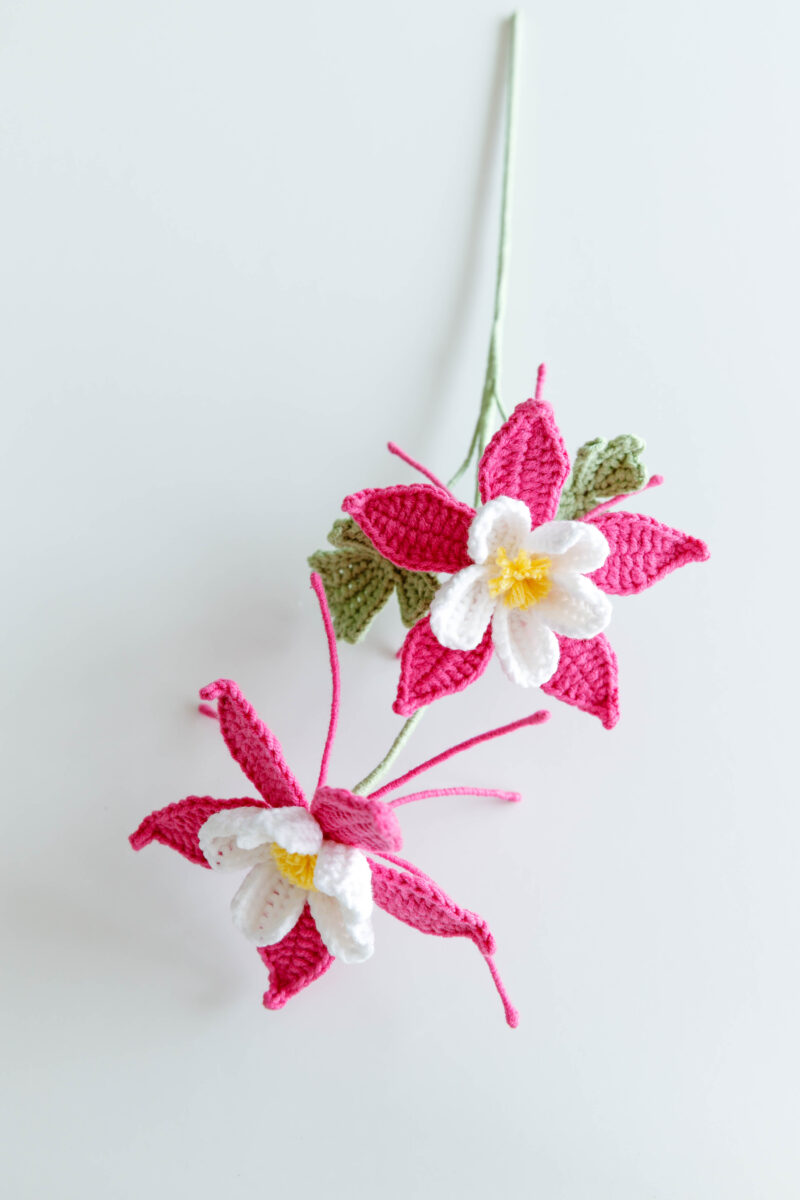 Columbine Flower-hookok Columbine Flower-hookok