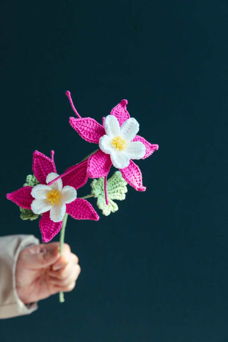Columbine Flower-hookok Columbine Flower-hookok