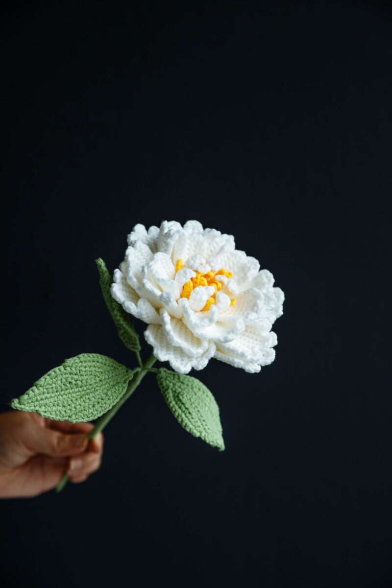 Garden Peony-hookok Garden Peony-hookok