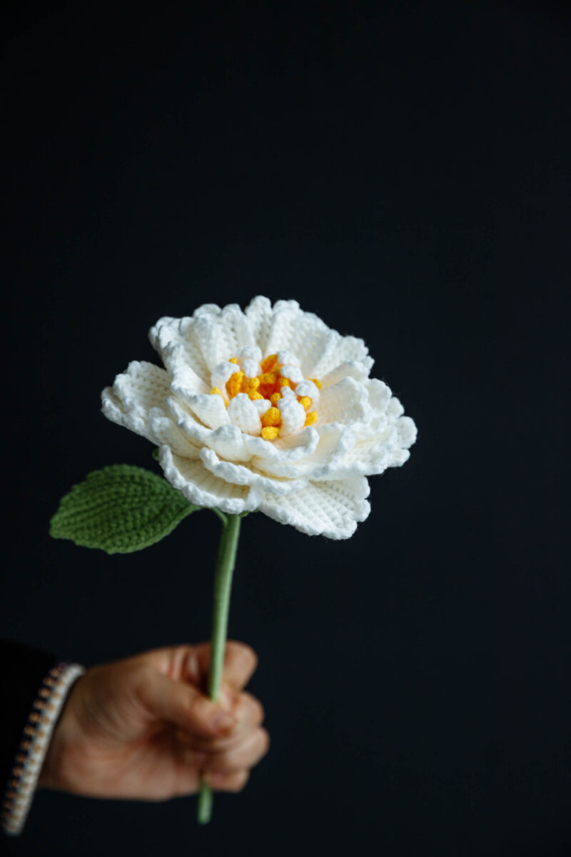 Garden Peony-hookok Garden Peony-hookok