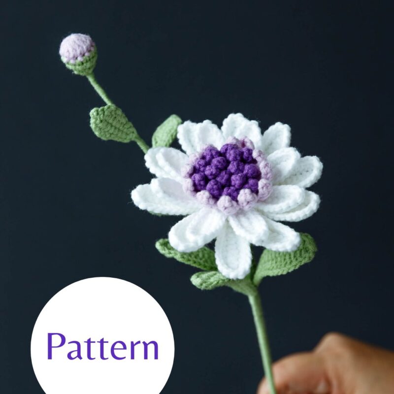 Blue-eyed Daisy-hookok