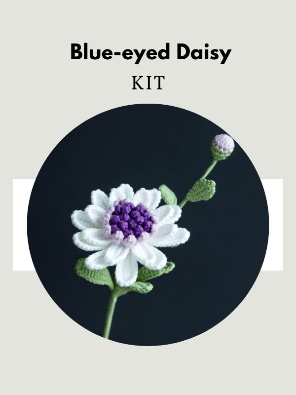 Blue-eyed Daisy-hookok