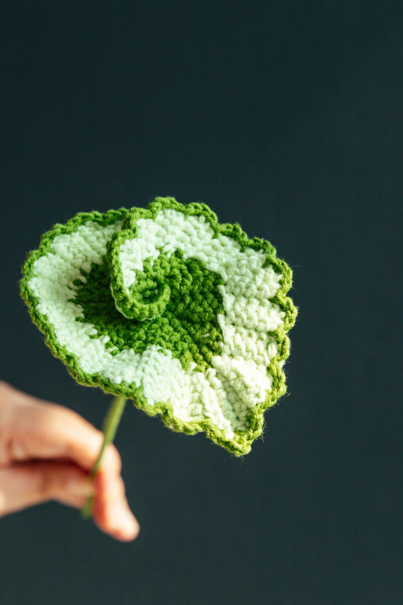 Begonia 'Escargot'-HOOKOK Begonia 'Escargot'-HOOKOK