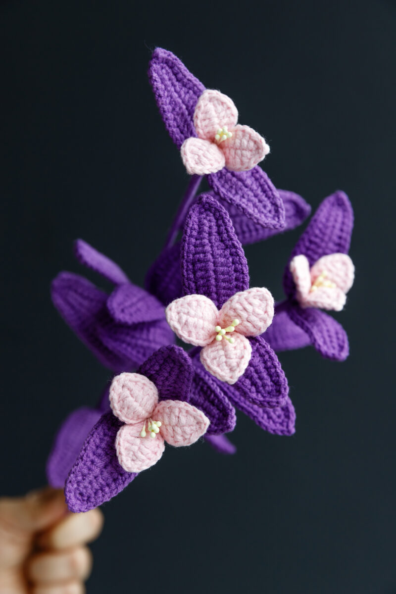 Tradescantia Pallida (Purple Heart Plant)-hookok Tradescantia Pallida (Purple Heart Plant)-hookok