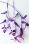 Tradescantia Pallida (Purple Heart Plant)-hookok