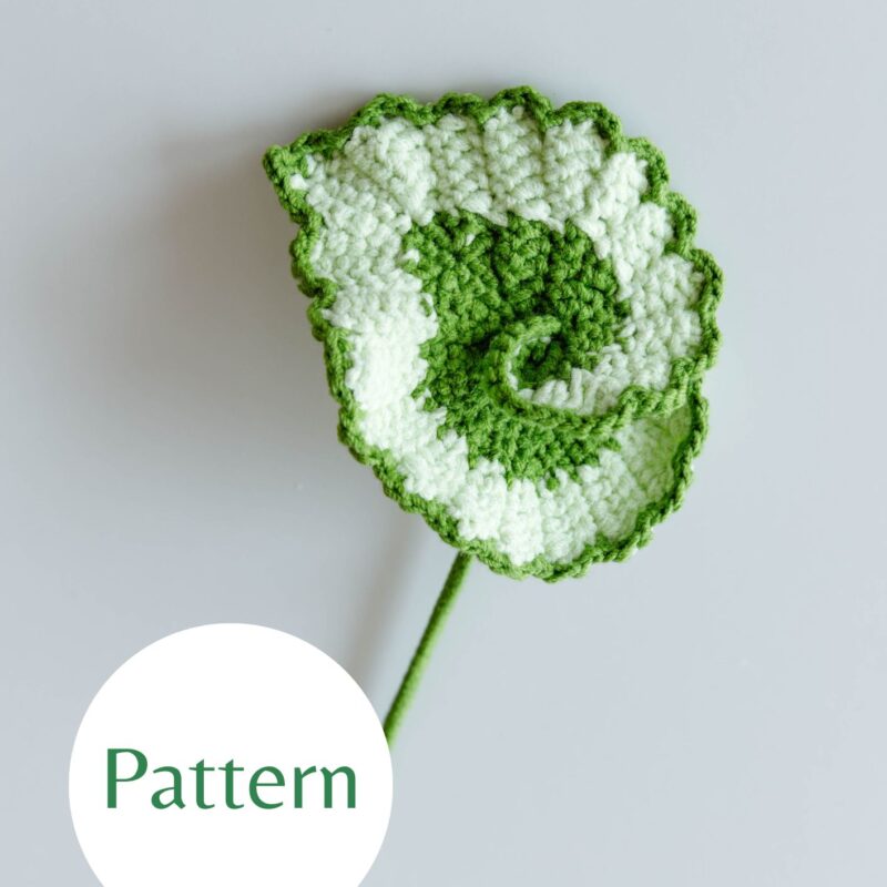 Begonia 'Escargot'-HOOKOK