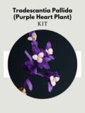 Tradescantia Pallida (Purple Heart Plant)-hookok