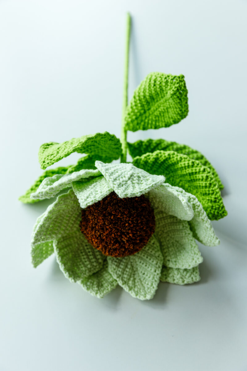 Snow Lotus-hookok Snow Lotus-hookok