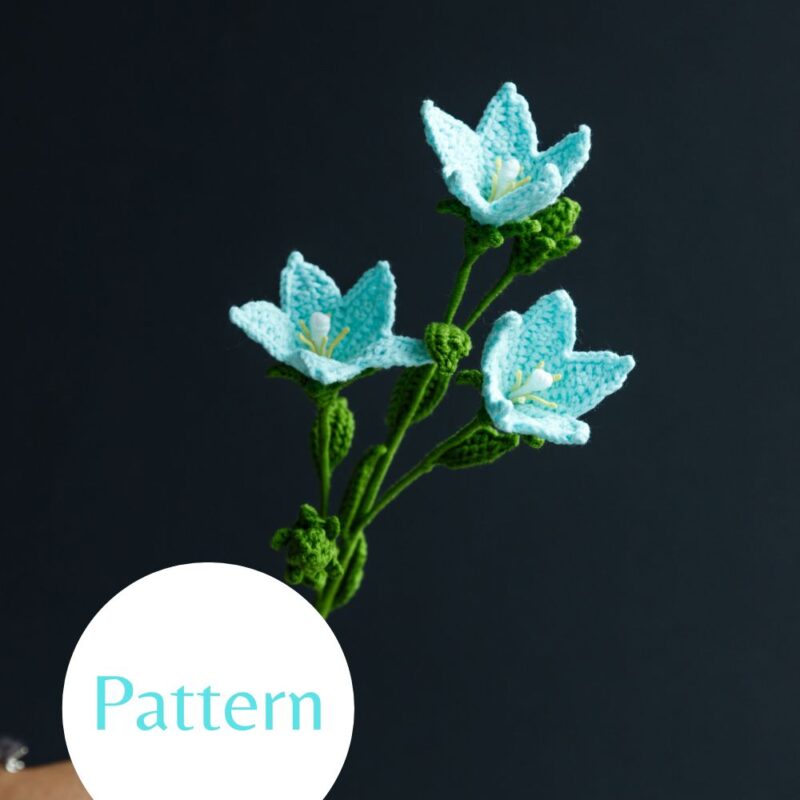 Chinese Bellflower-hookok