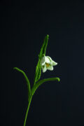 Fritillaria Acmopetala Flower
