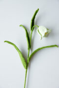 Fritillaria Acmopetala Flower