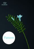 Cypress Vine