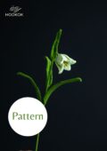 Fritillaria Acmopetala Flower