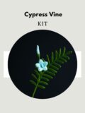 Cypress VineSK196