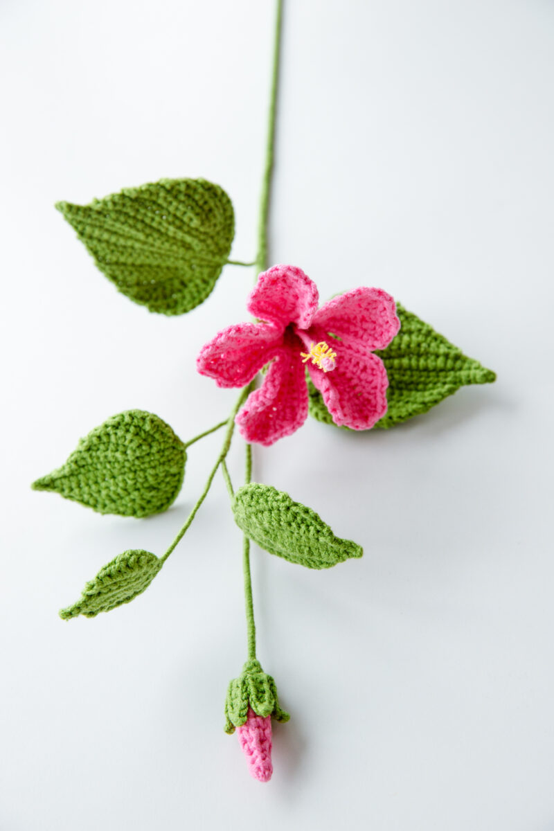 Chinese Hibiscus Chinese Hibiscus