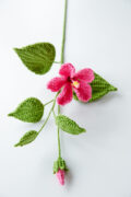 Chinese Hibiscus