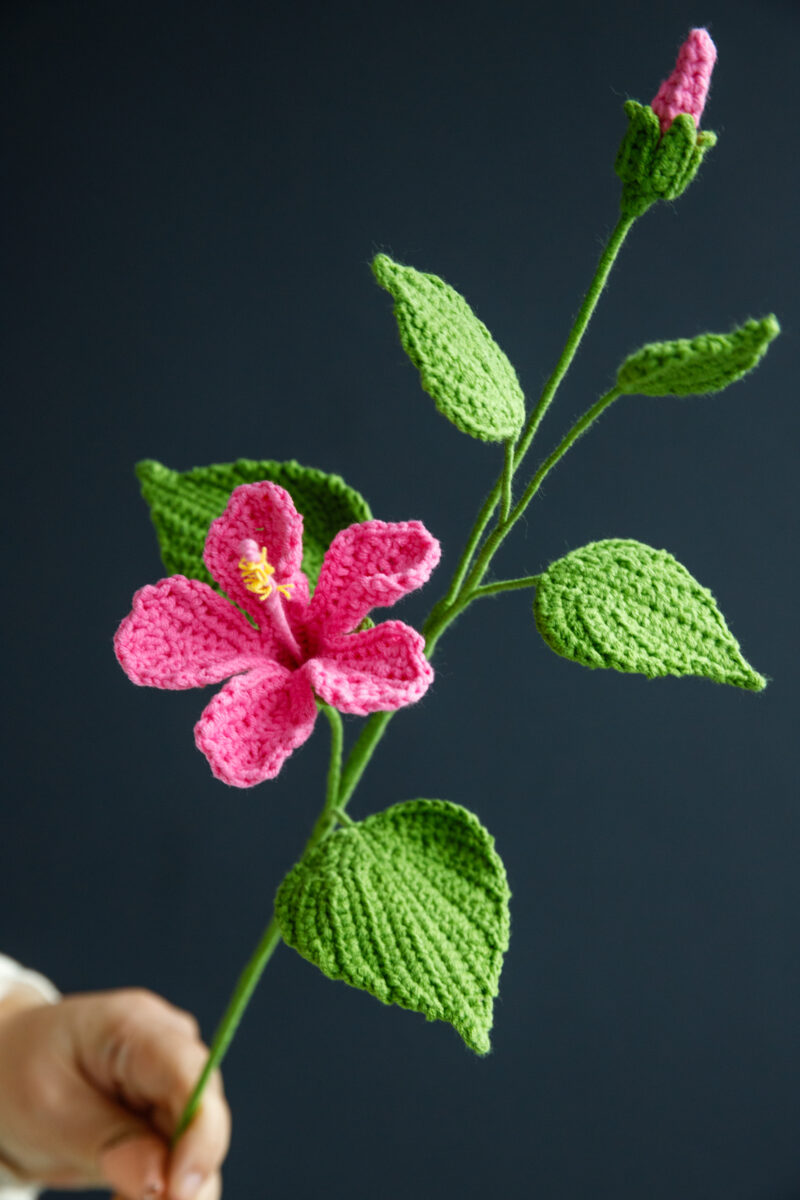 Chinese Hibiscus Chinese Hibiscus