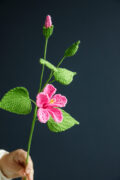 Chinese Hibiscus
